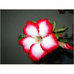 Nasiona Róża pustynna czerw. z białym szt.2 Nxx305